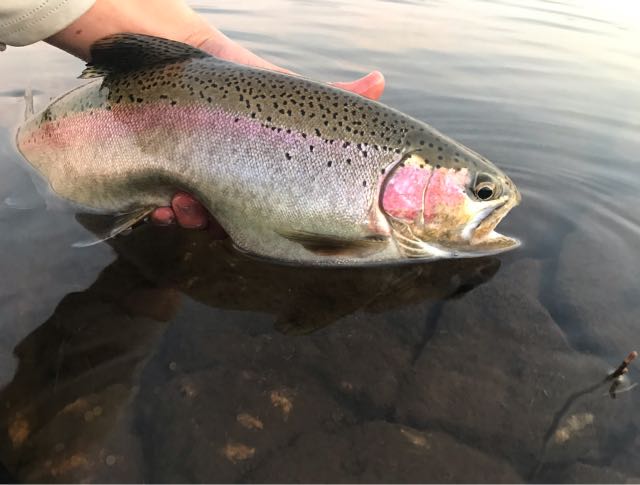 1591509048153.805 Fat hen fish