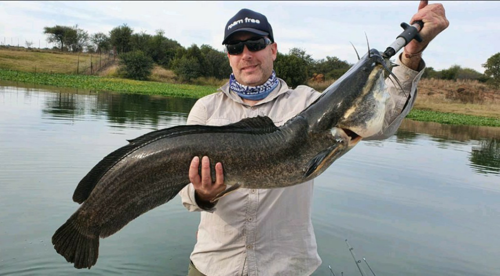 Catfish caught on a leadhead from a pod of surface feeding fish.