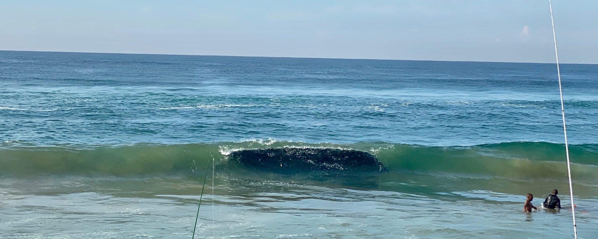 2020 Sardine Run So Far… Updated, Sat 20th