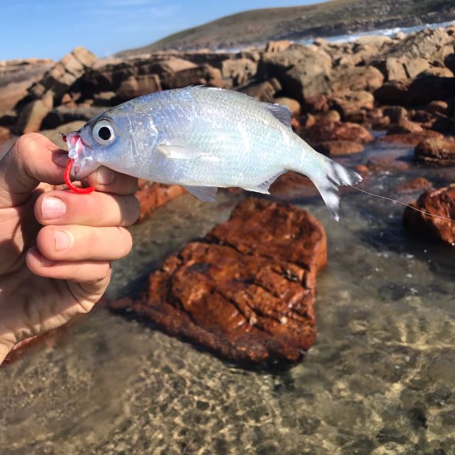 1595051529835.6418 These little flag tails fight so hard on my 6wt