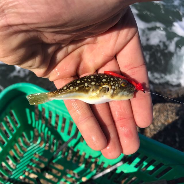 1595051599219.3088 Not the best fish but still fun to catch