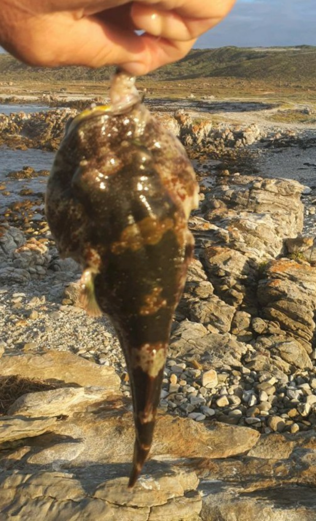 Cape rocksucker