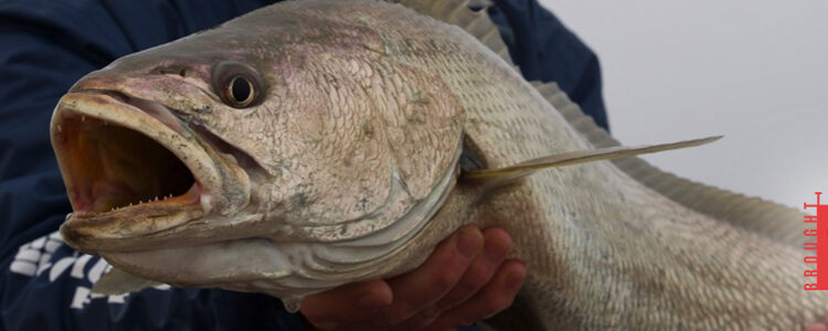 Targeting kob in the surf with lures.
