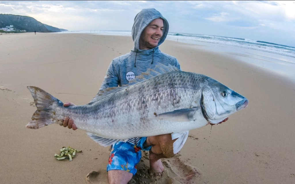 My greatest catch to date. 122cm total length white steenbras that was safely released. Caught on th