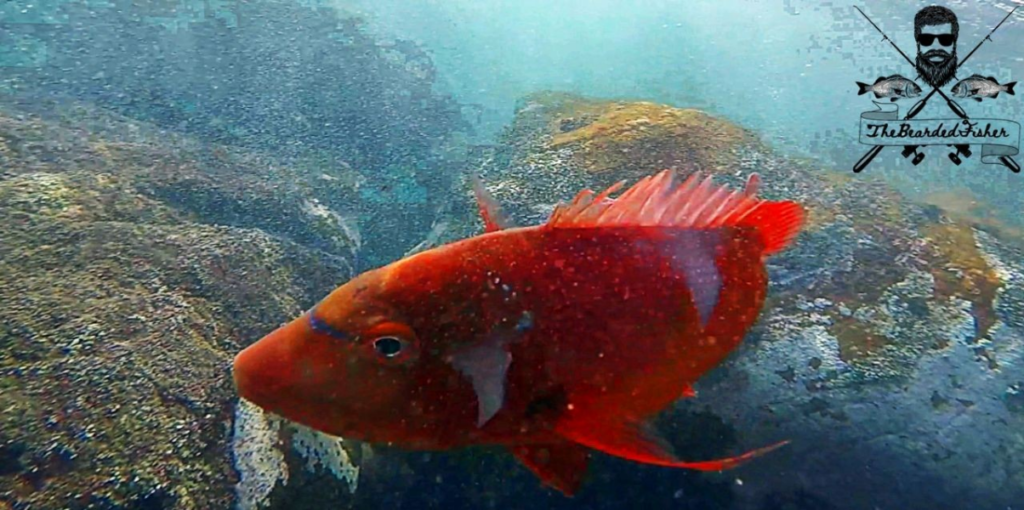 Redroman underwater release