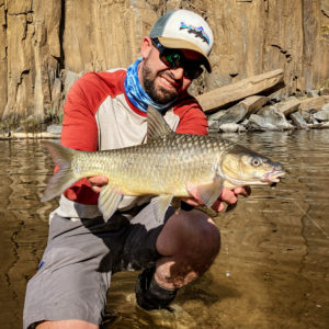 Natal Yellowfish
