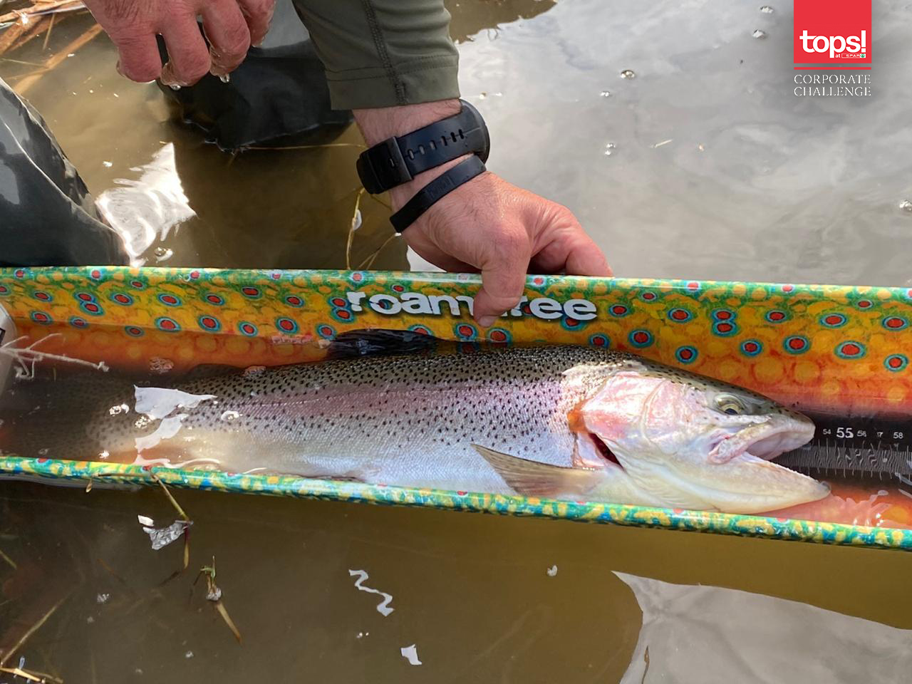 Accommodating weather resulting in a very impressive 131 Trout being caught.
