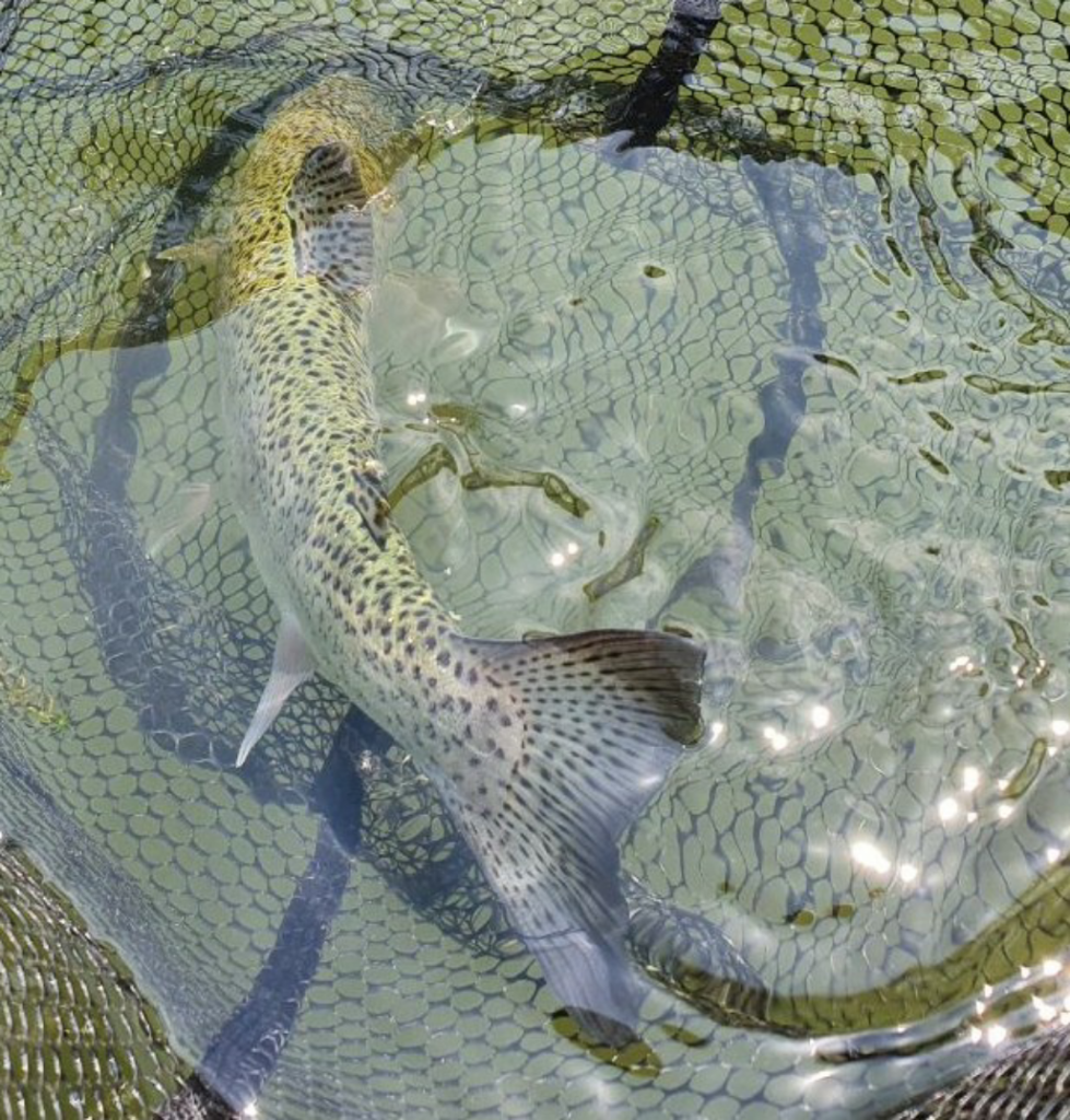 Uploaded via Fishbook