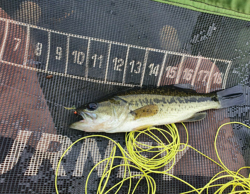 1605380969202 Enjoying the bass on the fly!