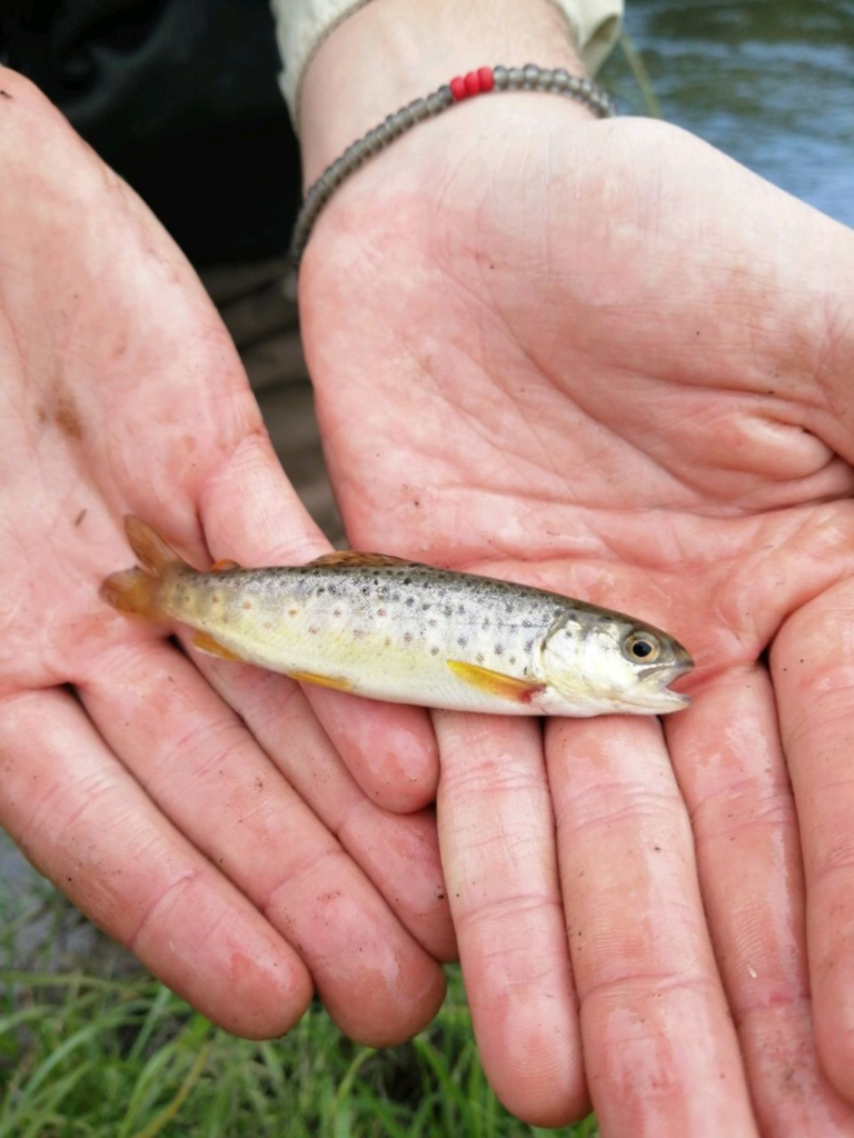 Uploaded via Fishbook