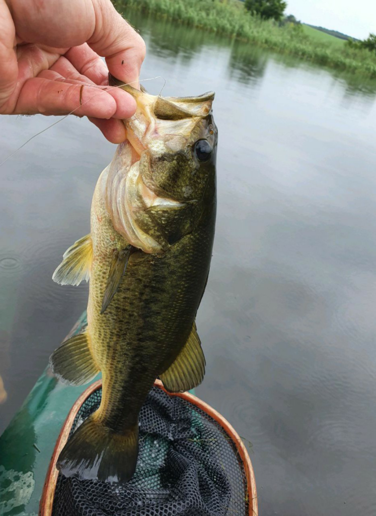 Bass on the fly in the Midlands
