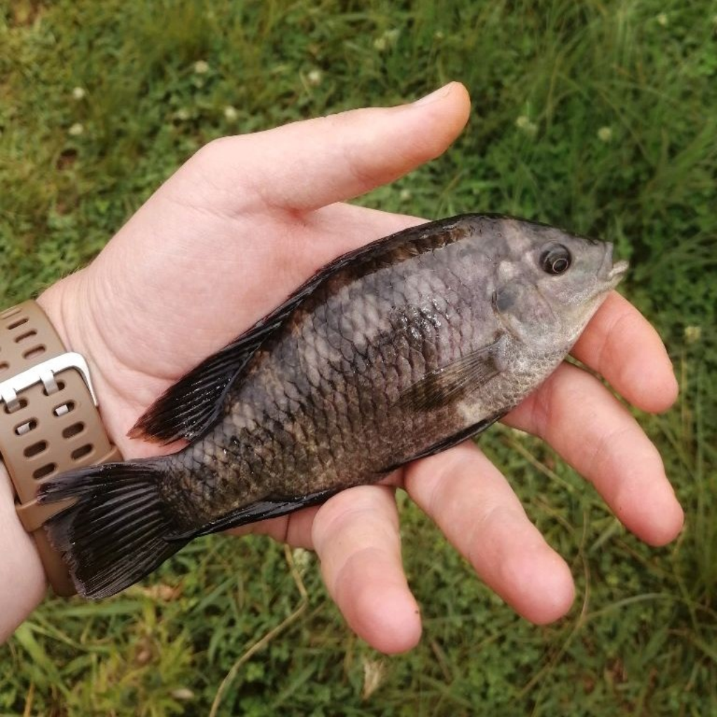 1609696622122 Caught big crank bait