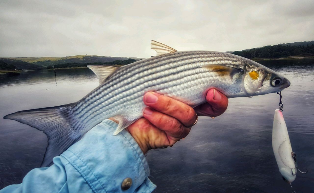 1610323547617 Striped mullet (Liza tricuspidens). aggressive lil chap that hit my zclaw and tailwalkd after being