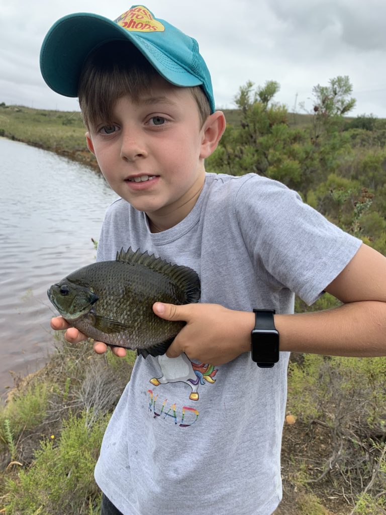 Nice bluegill sunfish caught on a SPRO Arukushad Jnr on a private dam near Riviersonderend. IMG_5452