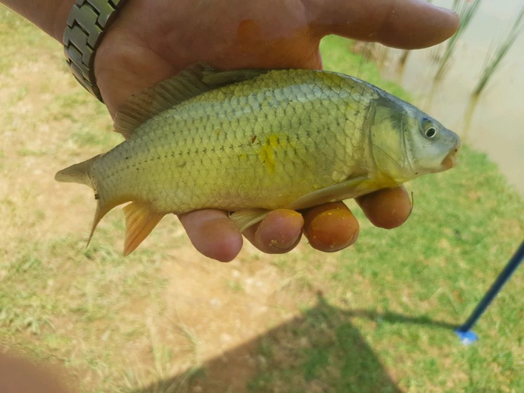 Wonderland 45 the best. Karp,bass,barbel,trout,tilapia,grass carp play in play dam restaurant