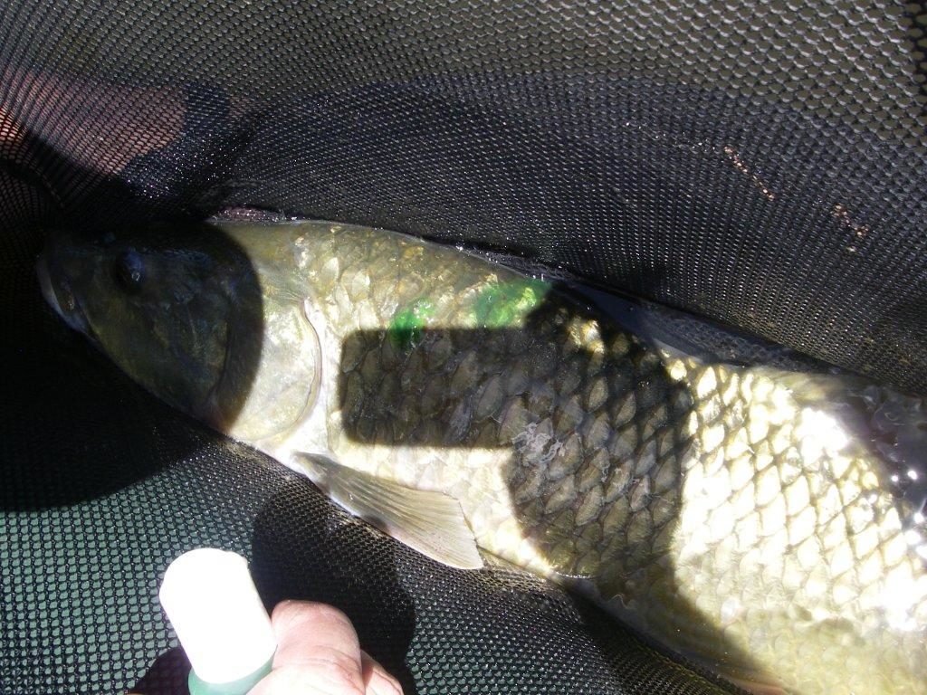 Large Mouth Yellow Fish, applying antiseptic ointment before release. Fly 010 (2)013