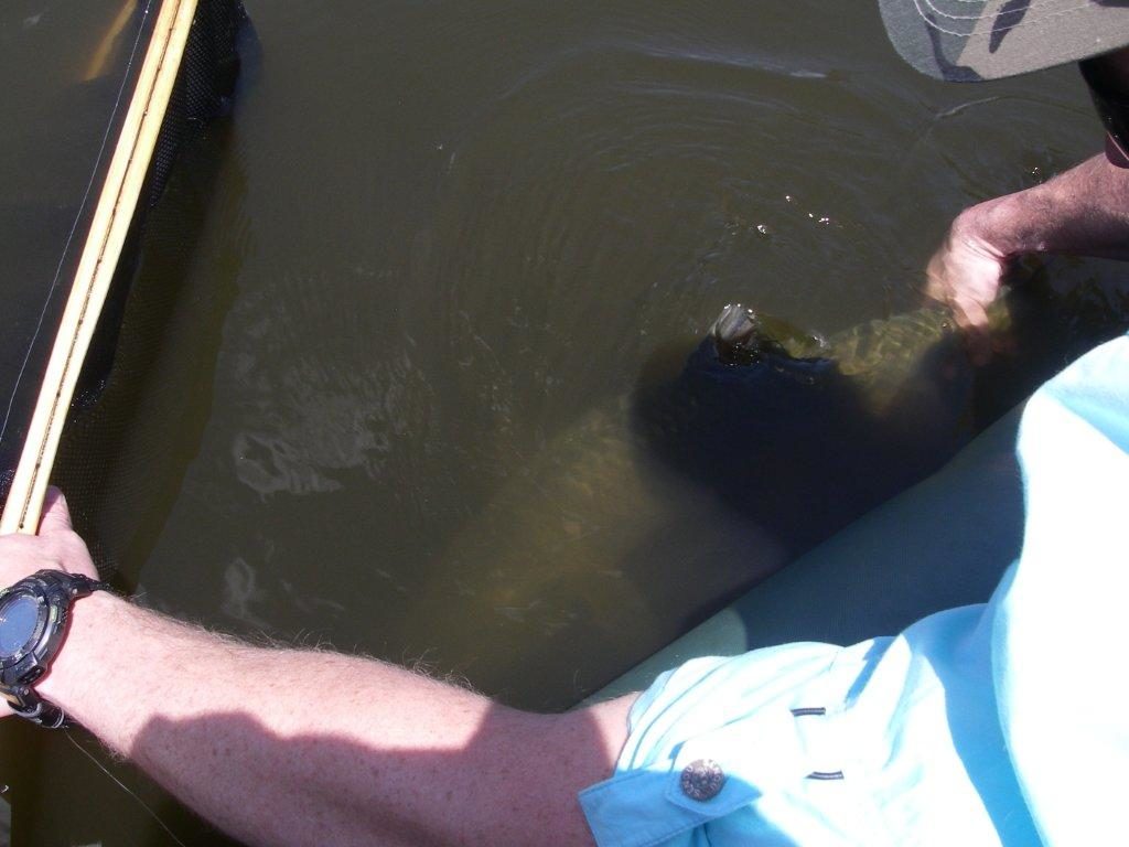 Large Mouth Yellow Fish, applying antiseptic ointment before release. Fly 010 (2)013