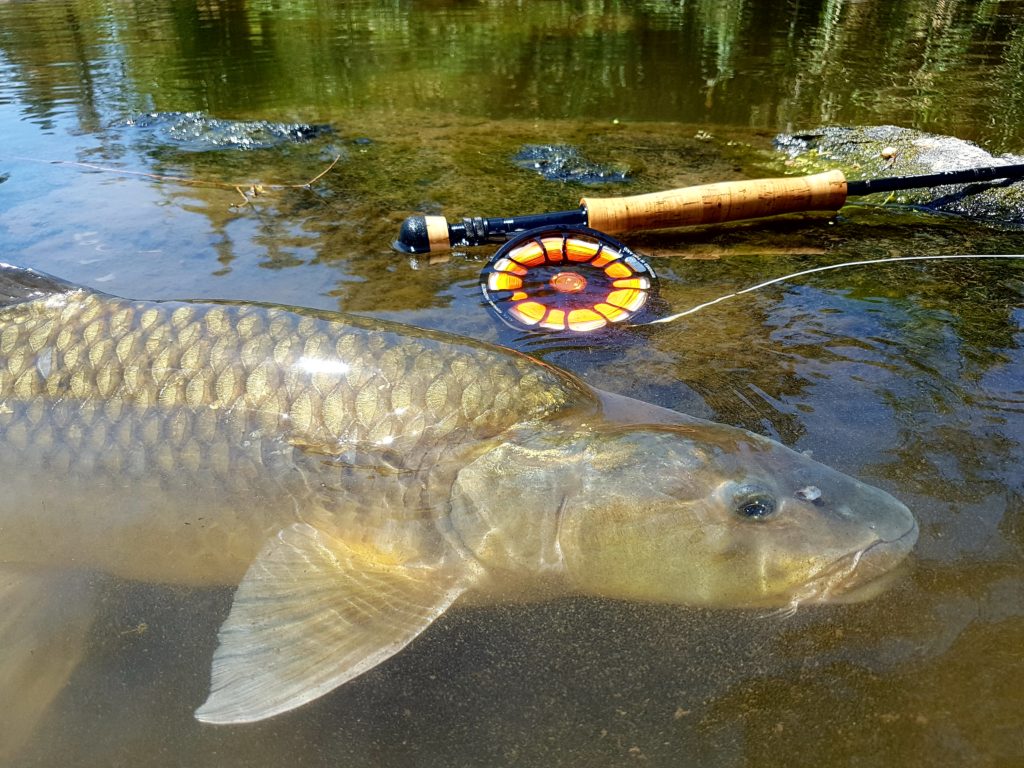 Large Mouth Yellowfish release. Fly 1