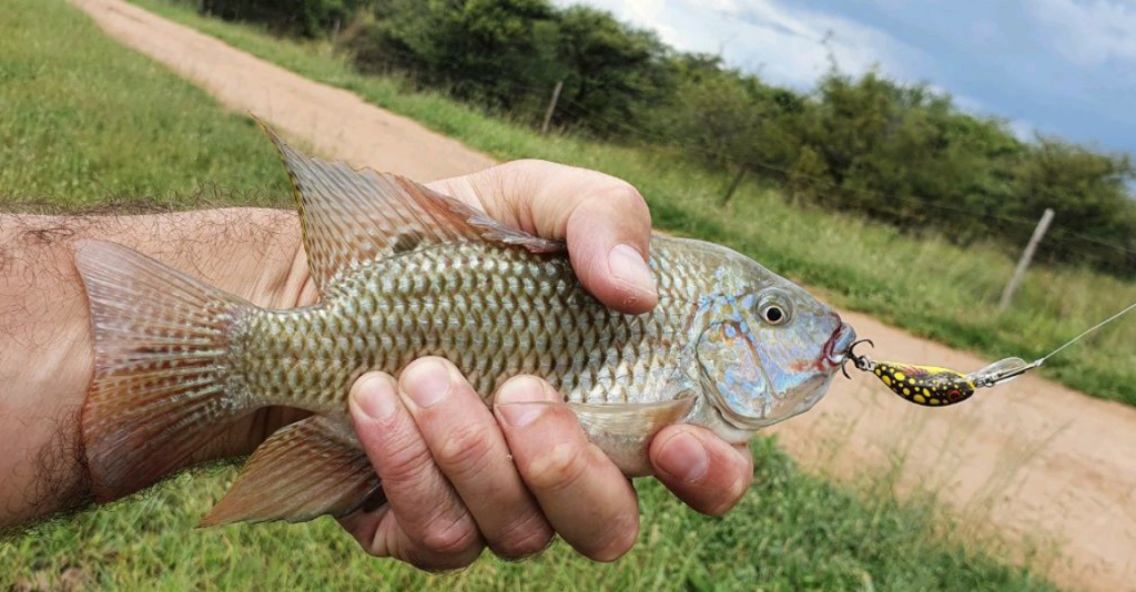 1615366756725 Small redbreast tilapia on micro crankbait