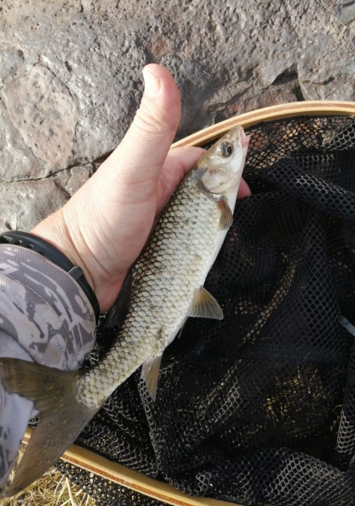 Uploaded via Fishbook