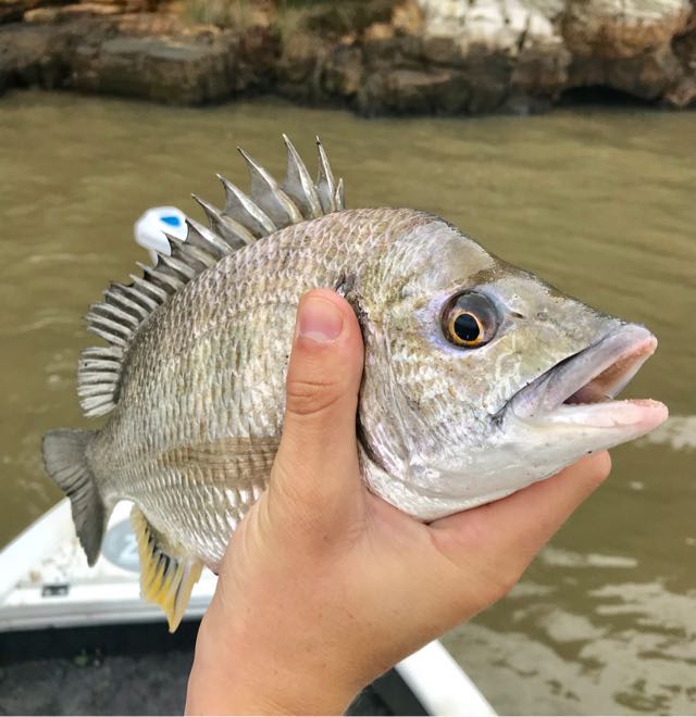 1615980597630.369 River bream released at my spot