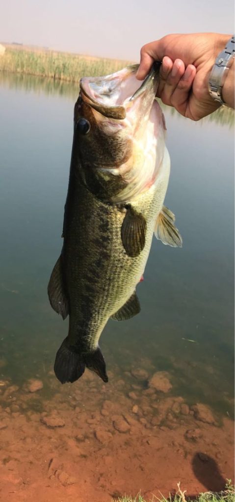 1616757323286.377 Uploaded via Fishbook