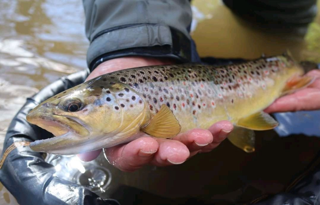 1617050789929 1st Brown of the 2021 season, River Dove, UK