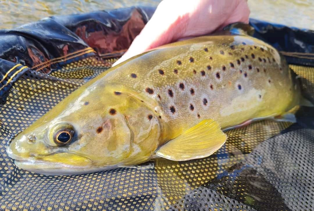 1617050894800 Spring brownie, River Dove, UK