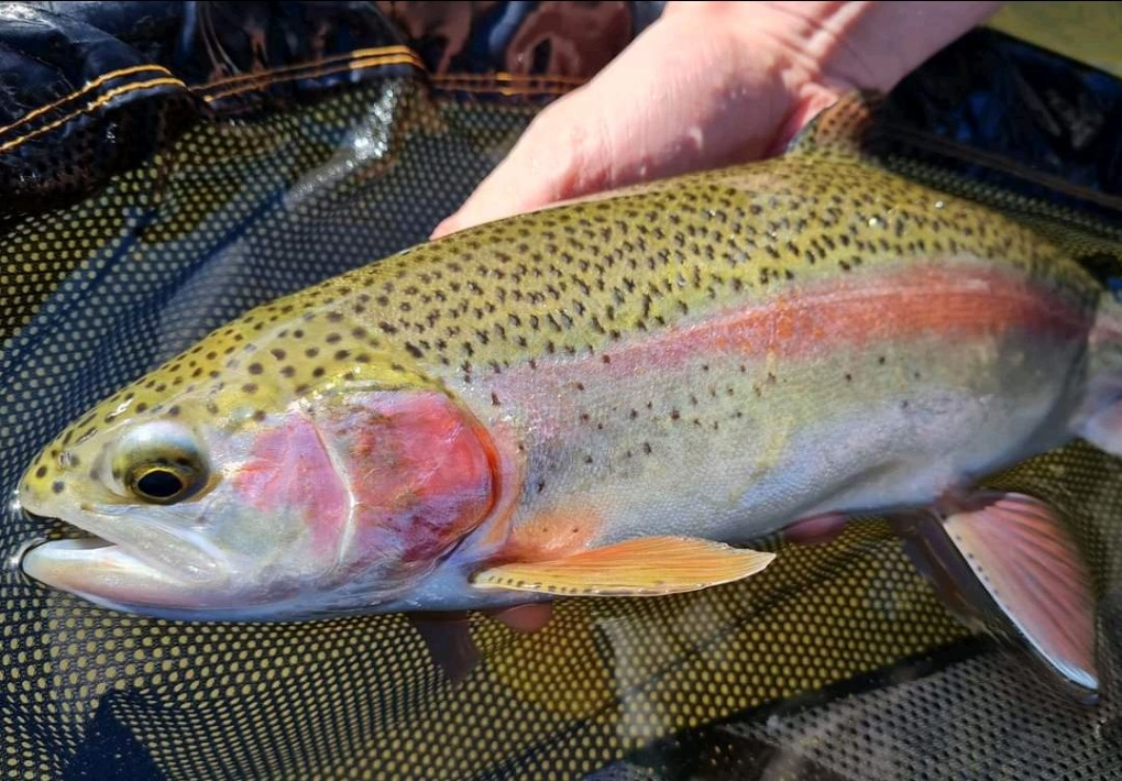 1617050956915 gorgeous spring rainbow caught in River Dove, UK