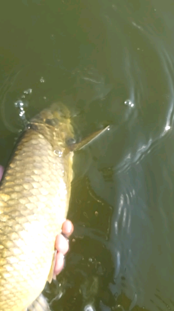 Uploaded via Fishbook