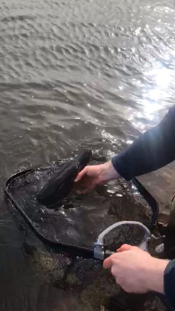 1617140438424.481 Pike released