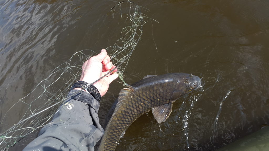20140627_134506 Although i did not catch, i released this carp from an illegal net 20140627_134506