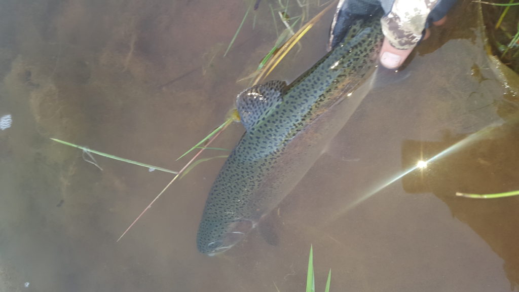 20151005_172430 Rainbow Trout release, Fly 20151005_172430