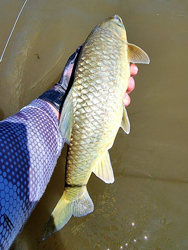 Small Mouth Yellowfish release. Fly 20210319_105436