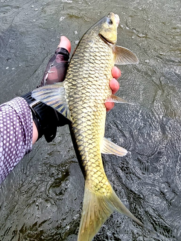 Small Mouth Yellowfish release. Fly 20210319_132223