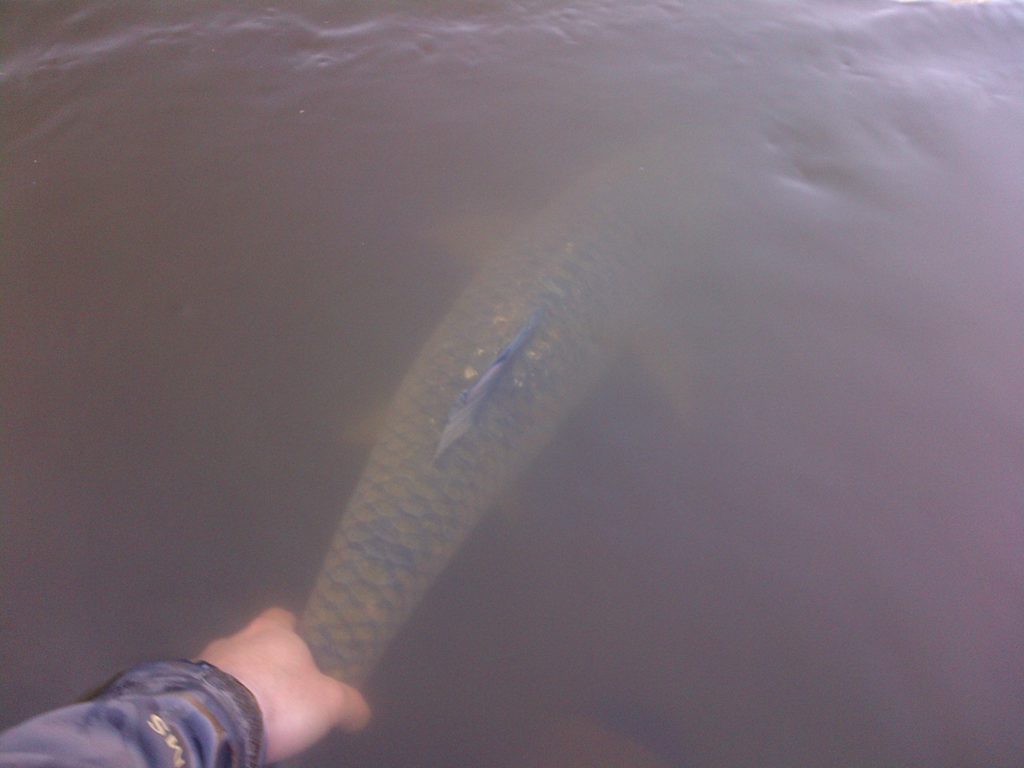 Largy2 Large Mouth Yellow Fish Release, Fly largy1Largy2