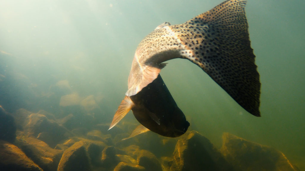 Stillwater 8 Its not about what you catch… Its about what you release #ROAMFREE Stillwater 8