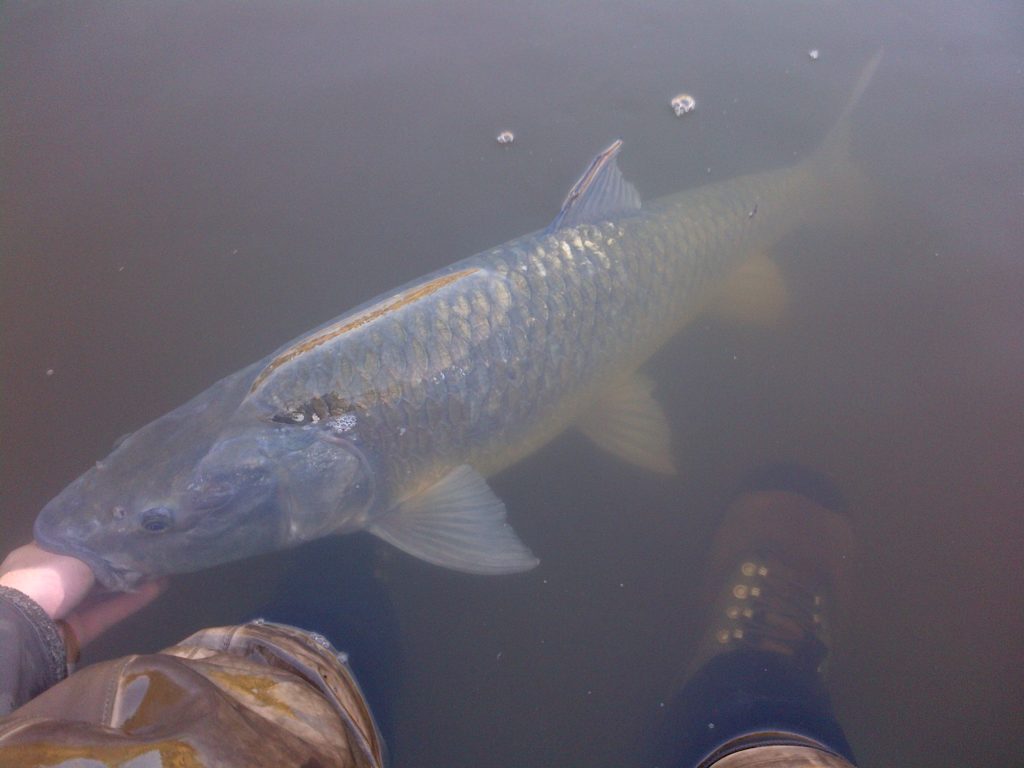 largy1 Large Mouth Yellow Fish Release, Fly largy1Largy2