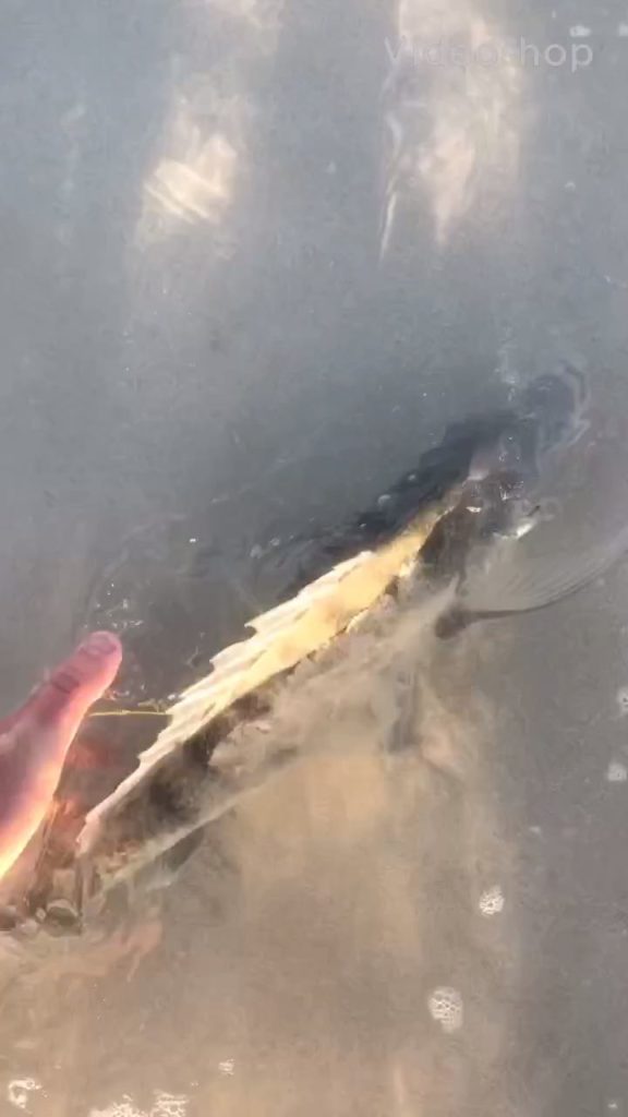 Releasing the white steenbras back to its sandbank