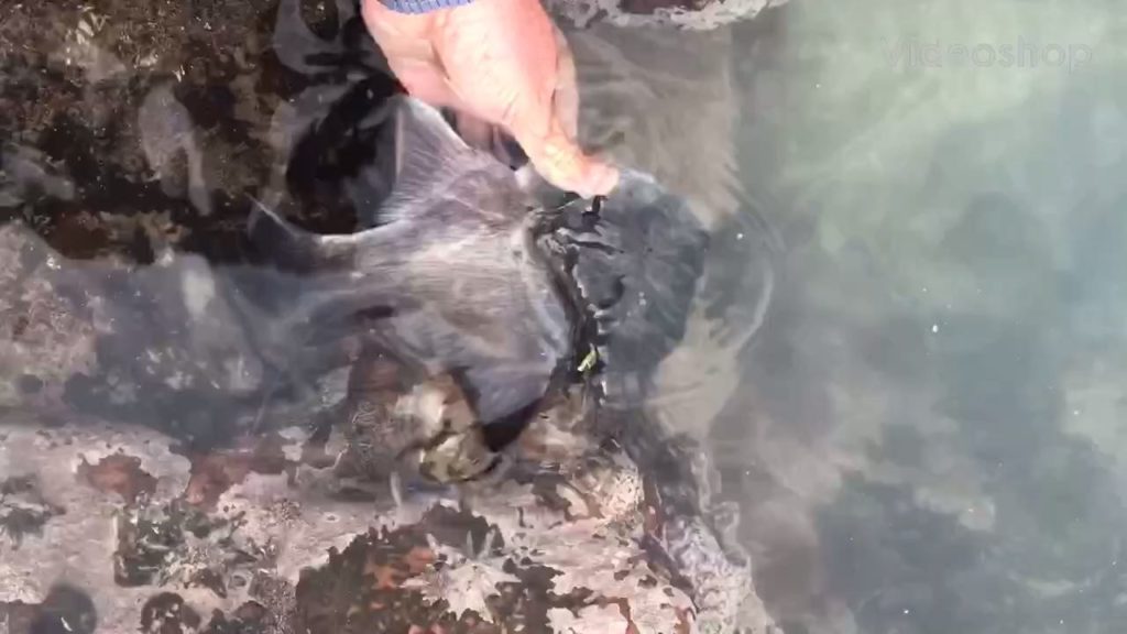 Releasing a Galjoen to fight another day