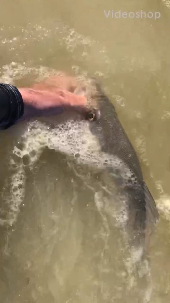 Releasing a 72cm Kabeljou caught on live mullet