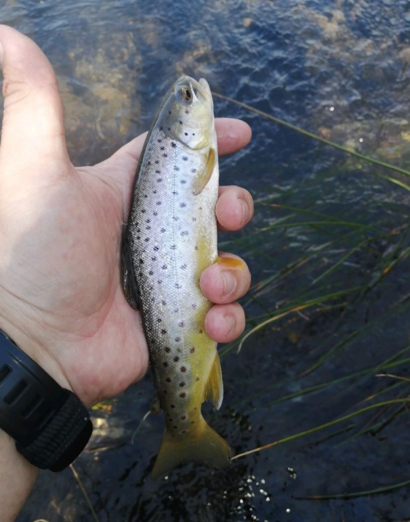 Uploaded via Fishbook
