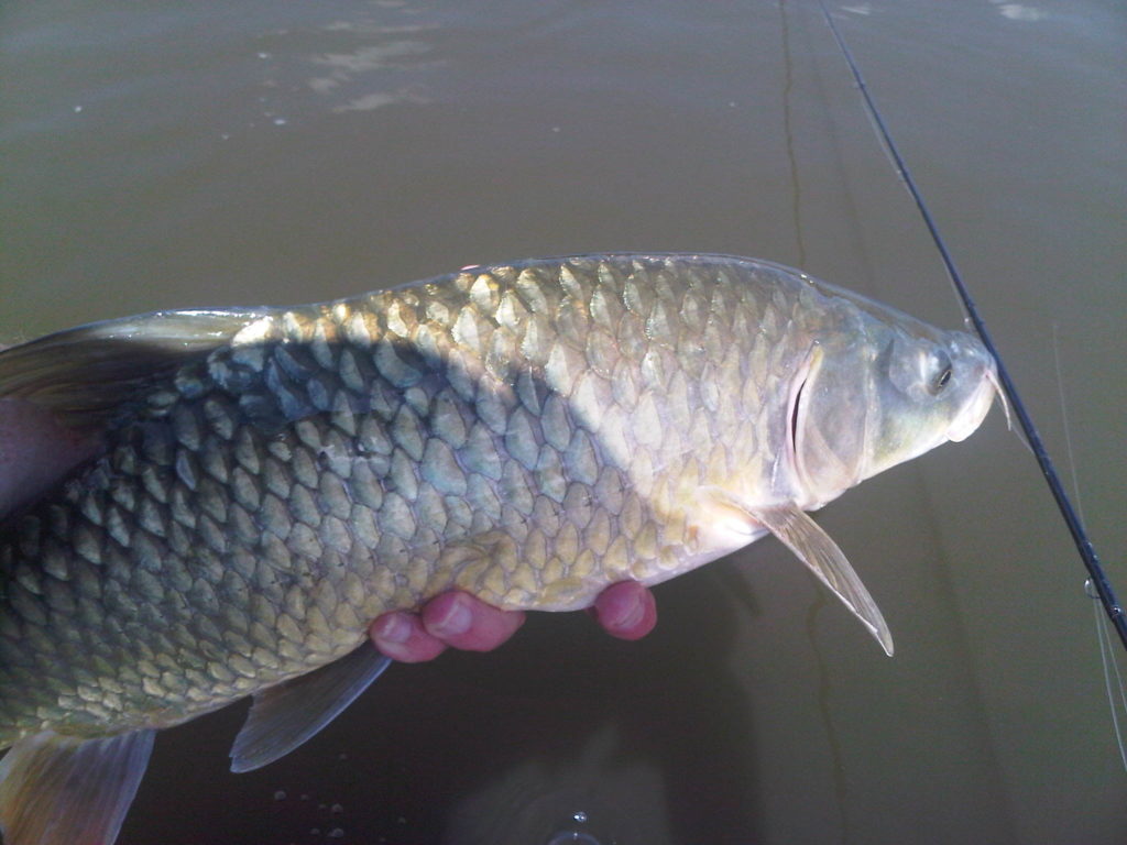Small Mouth Yellowfish release. Fly IMG-20120403-00182