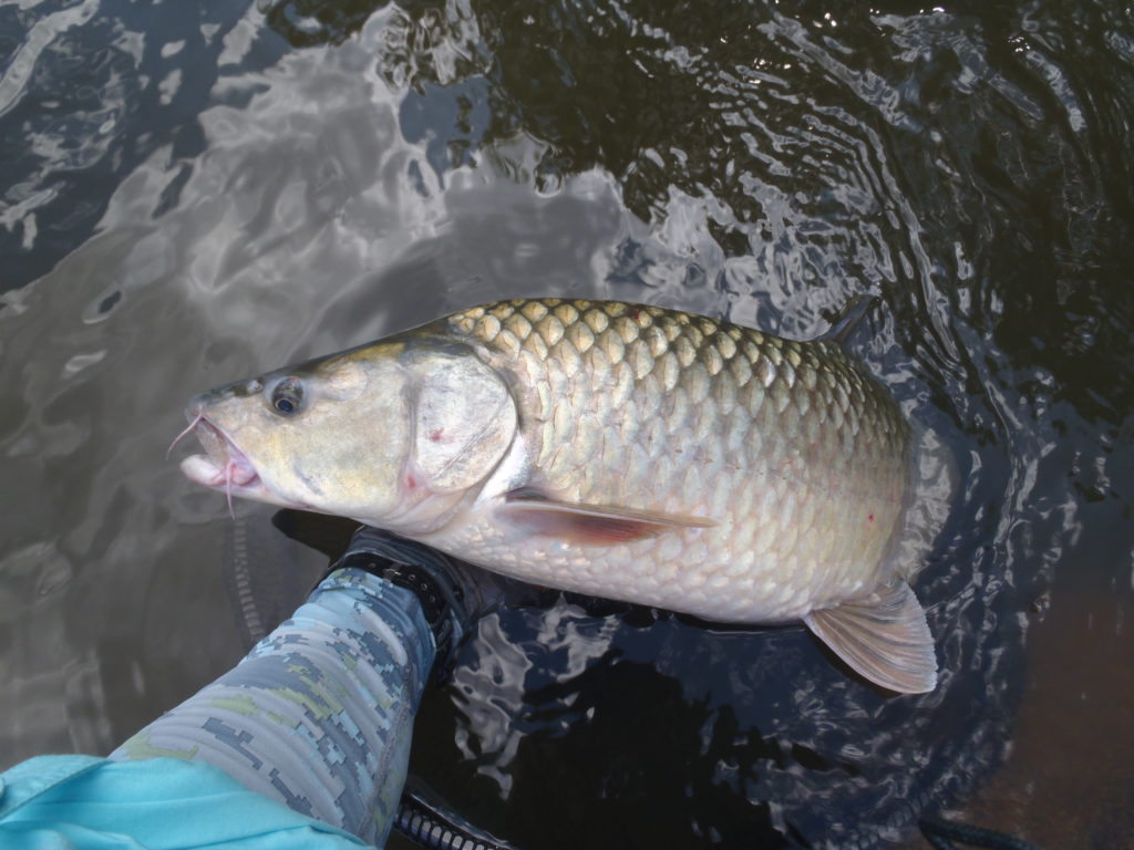 Large Mouth Yellowfish release. Fly OLYMPUS DIGITAL CAMERA
