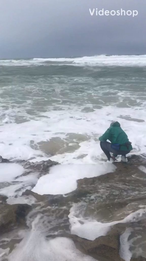 Releasing the white steenbras