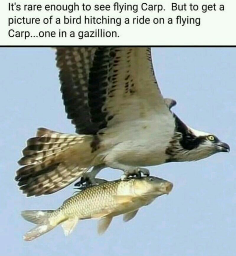 1634888382989 Uploaded via Fishbook