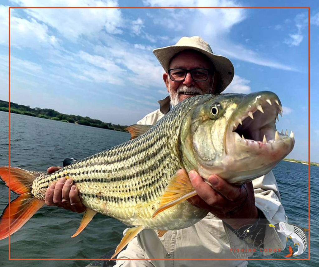 It took Derek all day, but he finally caught his first tigerfish! It weighs 22 lbs! Welcome to club 