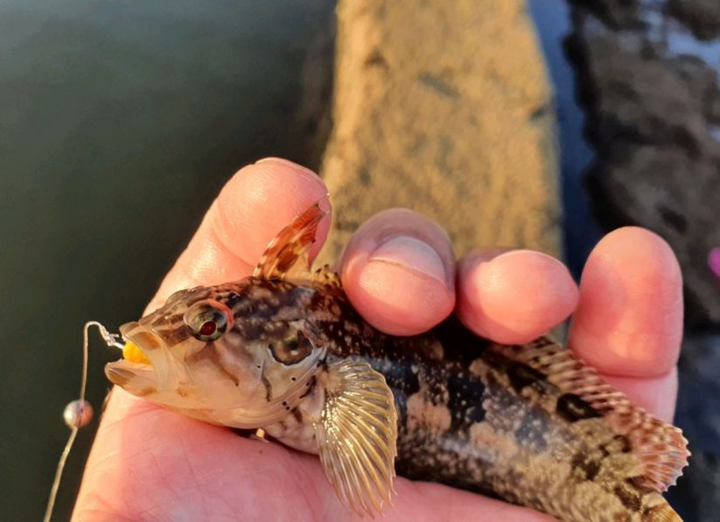 1642961712594 When the big one won’t bite – klipfish caught on small curlytail grub