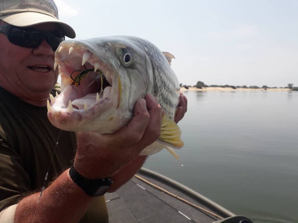 This is the catch of the day! 18.5lbs Tigerfish caught on fly at Matoya Lodge with Ole 🎣. Wh