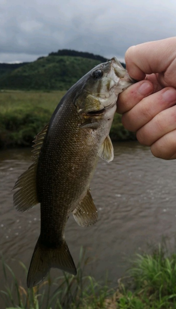 My first smallmouth